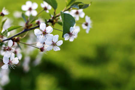 spring fresh green background. cherry blossom. horizontal with copy spaceの写真素材