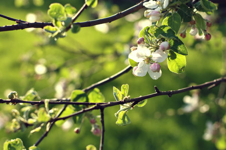 spring flowers. apple tree blossom green background with copy space, horizontal