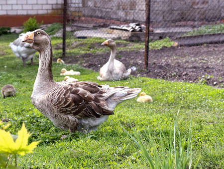 domestic geese family outdoorsの写真素材
