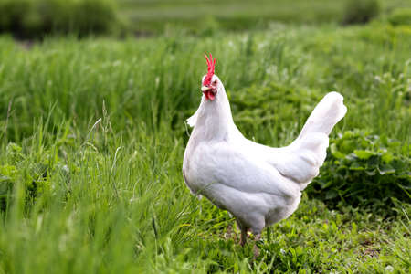 Closeup view of a white hen in a meadowの写真素材