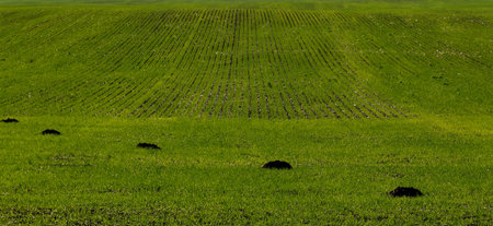 green spring field damaged by mole, vertical background with copy space