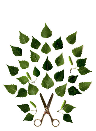 Old scissors and green birch leaves pattern on white background. Flat lay, top view. Nature concept.