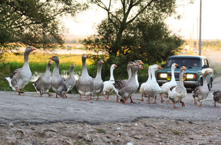 domestic geese crossing the road in the village and carの写真素材