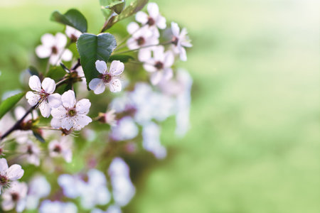 Fresh cherry blossoms on green background with copy space outdoors close-up macro . Spring borderfloral background.の写真素材