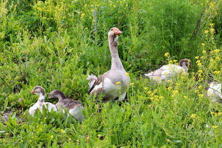 Flock of domestic geese walking on pasture in summer. Rural scene.の写真素材