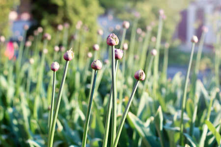 field with purple allium giganteum (allium aflatunence) bud in garden at sunny spring summer day close up on blurred background.の写真素材