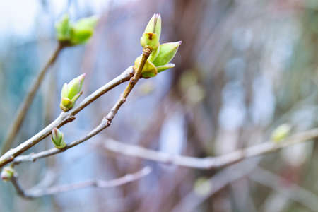 Nature seasonal spring background with the spring gentle buds, leaves and branches on blurred background with copy space. First sprout on tree branch.の写真素材