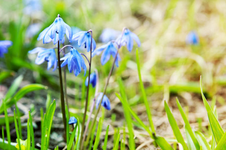 Spring floral background with first blue snowdrops. Seasonal spring blurred Easter backdrop with the Scilla Squill flowers and copy space. Selective focus.の写真素材