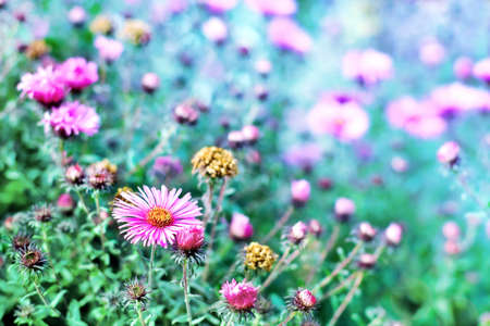 Spring summer floral background with copy space. Autumn flowers chrysanthemum on a toned blurred background outdoors close-up macro.の写真素材