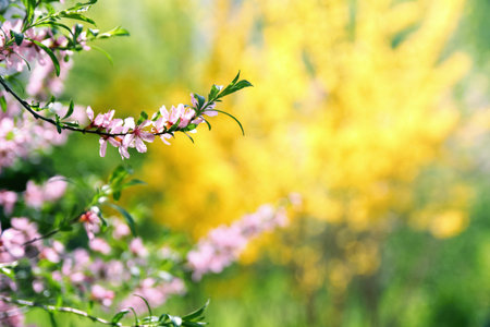 Blossom tree bush over nature blurred background. Spring flowers. Spring summer border template floral background with copy space.の写真素材