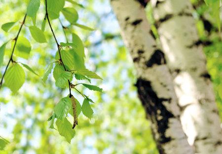 Fresh green spring background with birch tree catkins and young juicy green leaves on the branches...
