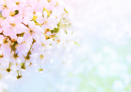 Spring delicate background with fresh cherry blossoms. Spring floral template with copy space.