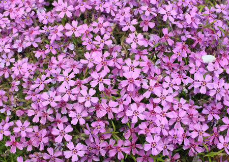 Floral background with blooming Phlox subulata wildflowers. Phlox subulata flowers, close up.の写真素材