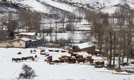Cows on snow covered countrysideの写真素材