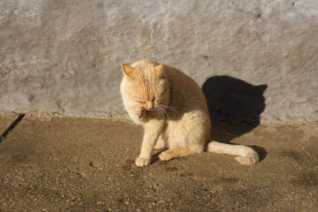 Pretty cat posingの写真素材