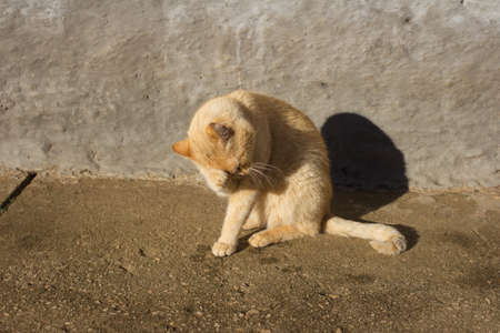 Pretty cat posingの写真素材