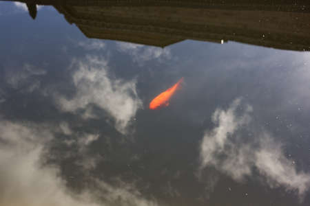 Goldfish swimming in a pondの写真素材