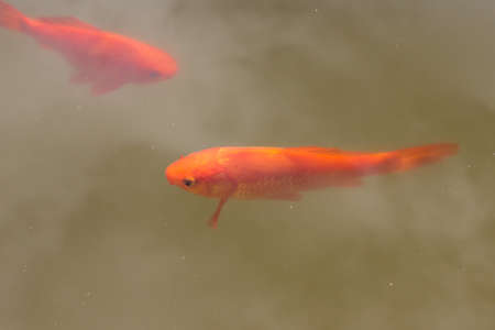 Goldfish swimming in a pondの写真素材