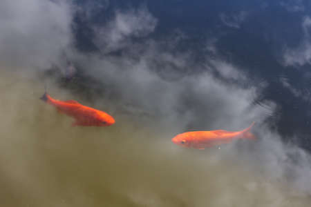 Goldfish swimming in a pondの写真素材