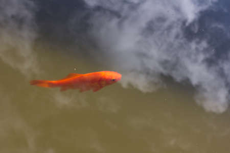 Goldfish swimming in a pondの写真素材