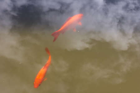 Goldfish swimming in a pondの写真素材
