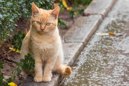Cat sitting in the streetの写真素材