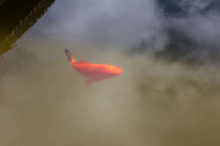 Goldfish swimming in a pondの写真素材