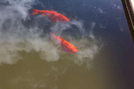 Goldfish swimming in a pondの写真素材