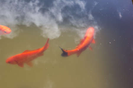 Goldfish swimming in a pondの写真素材