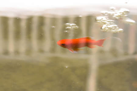 Goldfish swimming in a pondの写真素材