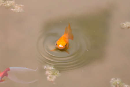 Goldfish swimming in a pondの写真素材