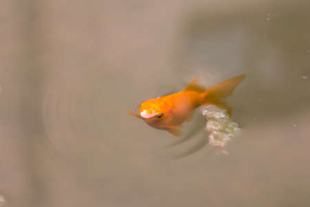 Goldfish swimming in a pondの写真素材