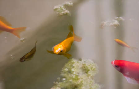 Goldfish swimming in a pondの写真素材