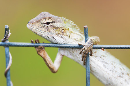 Five fingers. Emma gray's forest lizard. Mauritius Island