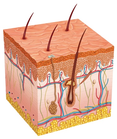 Skin anatomy Skin anatomy