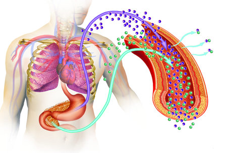 image of the human body and organs like the stomach and pancreas
