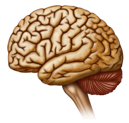 Head, brain, brain stem, nerve, olfactory bulb, olfactory tract, pituitary, optic tract, mammillary...