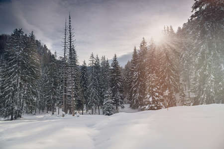 Winter landscape of fir trees forest at sunriseの写真素材