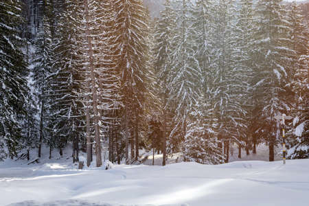 Winter landscape of fir trees forest at sunriseの写真素材