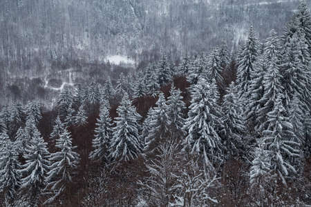 Winter landscape of fir trees forestの写真素材
