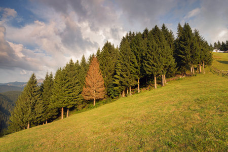 Summer landscape at  Moieciu - Bran, Romaniaの写真素材
