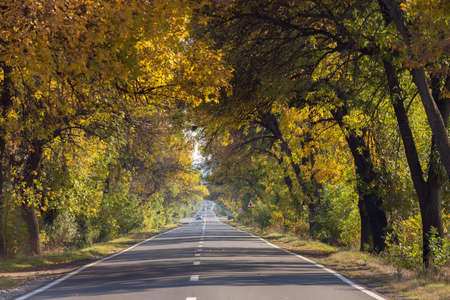 Autumn Fall Road landscape - Real trees tunnel, beautiful autumnal colorsの写真素材