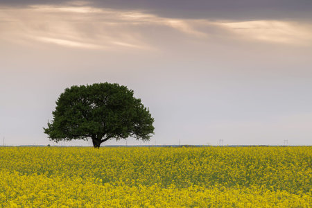 Beautiful tree on a rapeseed field in springtime
