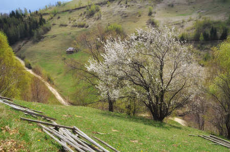 Summer landscape in the transylvanian hills, at Bran, Romaniaの写真素材