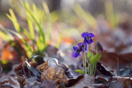 Beautiful spring forest flowers in sunlight. Colorful flowersの写真素材