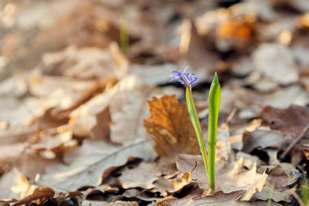 Beautiful spring forest flowers in sunlight. Colorful flowersの写真素材