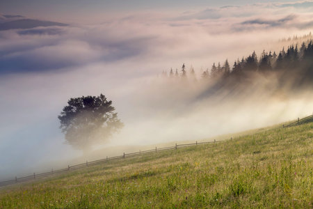 Beautiful summer landscape at the forest edgeの写真素材