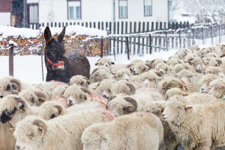 Winter landscape in Transylvania, Romaniaの写真素材
