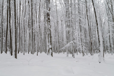Winter landscape of the frosty forest, in Transylvaniaの写真素材
