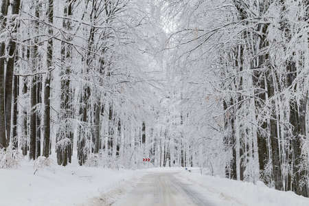 Winter landscape of the frosty forest, in Transylvaniaの写真素材
